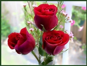 rose